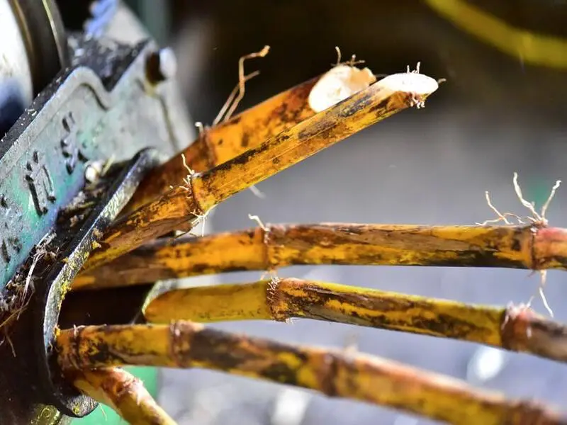 喜界島工房のギャラリー画像3