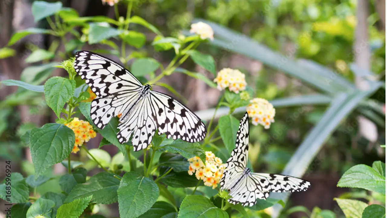 喜界島の自然と蝶