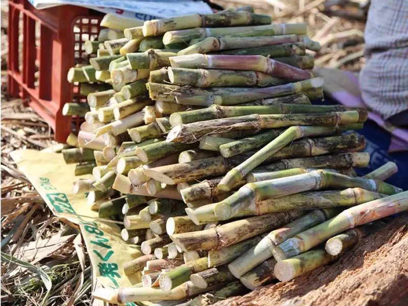 朝日酒造(株)のギャラリー画像4