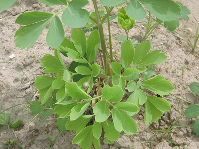(株)喜界島薬草農園