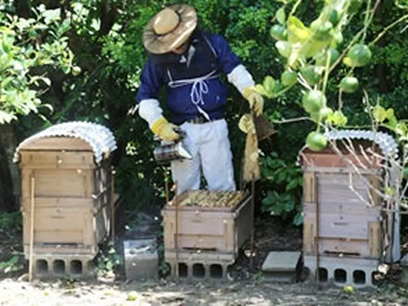 (株)喜界島薬草農園のギャラリー画像3