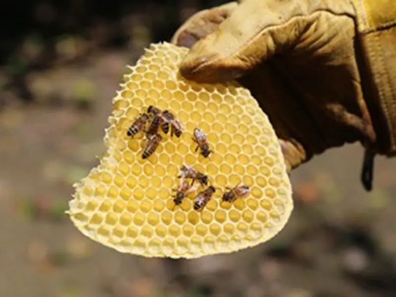 (株)喜界島薬草農園のギャラリー画像4