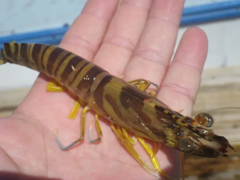 ミネックス(株)||峰山商店