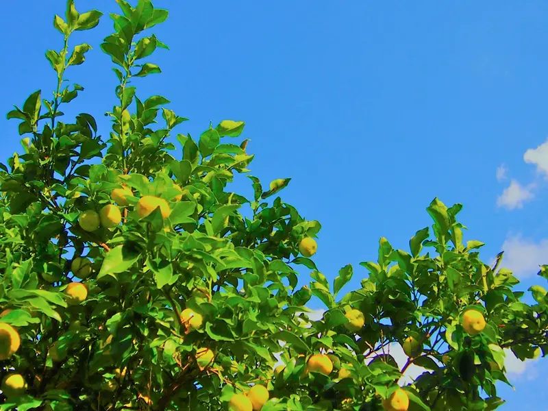 (同)喜界島・結のギャラリー画像6